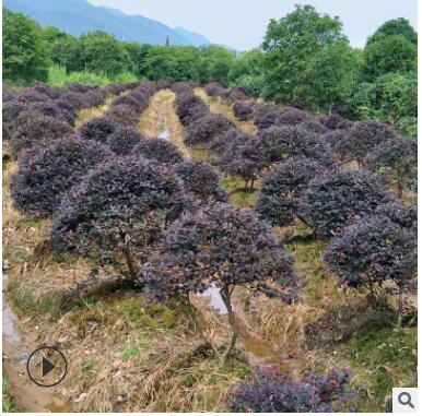 球形紅色石楠灌木球形園林植物綠化苗 灌木露地常綠性灌叢植物