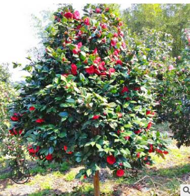 楓樹苗 綠化工程園林風(fēng)景落葉紅色楓樹 露天落葉楓樹苗