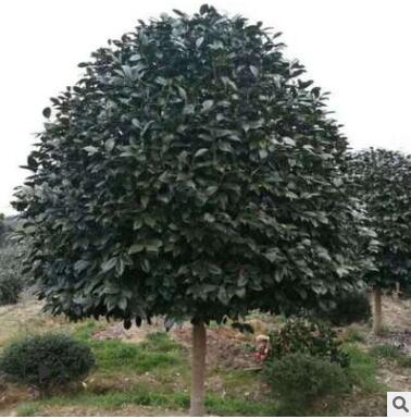 基地直銷桂花樹苗花卉客廳陽臺觀花植物室內(nèi)綠植苗木盆栽