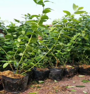 藍(lán)莓苗的種植方法PH值的范圍 裕農(nóng)20年專業(yè)培育適應(yīng)南北方藍(lán)莓苗