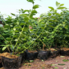 藍莓苗的種植方法PH值的范圍 裕農20年專業培育適應南北方藍莓苗