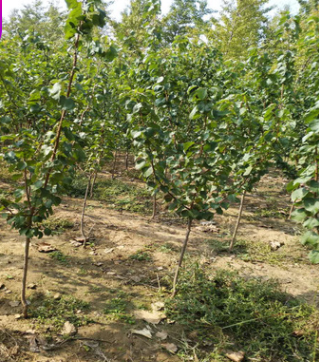 基地批發(fā)嫁接杏樹苗 免費(fèi)提供技術(shù) 量大優(yōu)惠 泰安杏樹苗價格