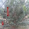 基地紫薇樹苗價格 綠化苗木工程 紫薇樹苗銷售 規格齊全