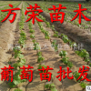 澤香葡萄苗青島大澤山基地批發價格便宜包郵新品種果樹苗提供技術