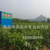 供應美早黃蜜福星櫻桃苗1年苗 貨真價實 青島基地直供 價格實惠新