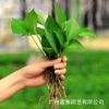 基地直銷茗雅水培綠蘿包郵綠蘿苗批發(fā)基地直供植物花卉盆栽