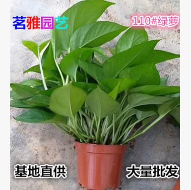 基地批發(fā)100#小綠蘿110#綠蘿120#盆栽植物水培植物墻綠蘿批發(fā)