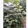 批發(fā)三年生金花茶