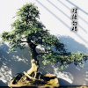 一物一發(fā) 精品白蠟盆景樹樁 對接白蠟樹樁盆景 別墅庭院擺飾種植