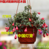 陽臺觀花綠植花卉植物盆栽倒掛金鐘花苗燈籠花苗盆栽花卉植物