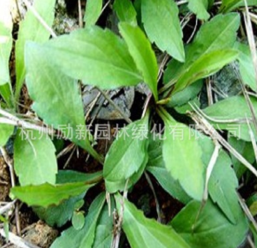 柳葉馬鞭草 南美馬鞭草、長(zhǎng)莖馬鞭草 馬蓮 馬蘭 草本植物水培植物