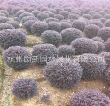 紅花檵木 基地直銷 各種規格 品種齊全 園林綠化 常綠植物