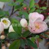盆栽海棠花苗日本海棠白花（雙色）復(fù)色海棠紅花海棠