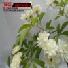 批發(fā)木香苗 爬藤花卉 墻體綠化苗木 攀援植物 庭院觀花