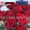 供應(yīng)庭院觀花植物 盆栽月季苗 新品種黑美人月季小苗 價格低廉