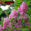 現(xiàn)貨低價處理一批香花槐、紅花槐8公分、香花槐8公分10公分粗