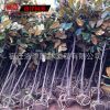 風(fēng)景樹廣玉蘭樹 觀花綠化玉蘭苗批發(fā) 廣玉蘭苗 8-10-15公分粗