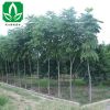 大量出售欒樹 黃山欒樹樹苗 工程綠化樹 包成活 規格齊全 量大優