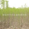 大量供應(yīng)銀杏樹(shù) 綠化喬木銀杏樹(shù)苗2公分 銀杏樹(shù)苗易成活