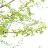冬天耐寒銀杏苗 山東2公分銀杏樹(shù)苗 供應(yīng)優(yōu)質(zhì)綠化苗銀杏小苗