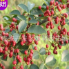 花椒樹(shù)苗價(jià)格 花椒苗管理方法 花椒種苗