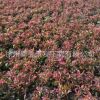 熱銷供應五色草植物 五色草基地 五色草批發(fā)