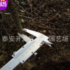大紅袍花椒苗 產(chǎn)量大 耐修剪 基地供應(yīng)大紅袍花椒苗 規(guī)格齊全