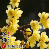 供應優質精品嫁接臘梅花苗 臘梅樹苗 基地種植 質量優良