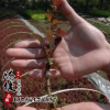 基地直銷紅葉小檗球 紅葉小檗球樹苗 工程綠化苗木 規格齊全
