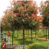 批發精品盆栽高桿紅葉石楠球 色塊籬笆園林綠化苗木 量大從優
