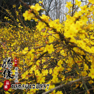 批發迎春苗工程綠化苗木 迎春花小苗 迎春花盆景 規格齊全量大從
