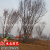 基地供應五角楓樹苗 綠化苗木 規(guī)格齊全 行道綠化 從生五角楓樹苗