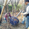 批發(fā)紅葉李 紫葉李 紫夜碧桃 基地直銷 當年結(jié)果 工程用苗