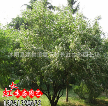 批發(fā)供應(yīng)庭院綠化苗木 金銀木小苗 工程綠化觀賞金銀木苗 規(guī)格全