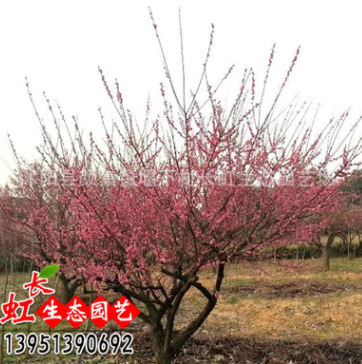 批發(fā)梅花樹苗 盆栽紅梅綠梅 美人梅 臘梅 多種梅花嫁接苗當(dāng)年開花