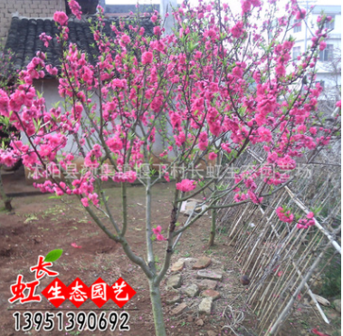 優(yōu)質(zhì)碧桃樹 紫葉碧桃 紫葉桃 大量現(xiàn)貨 花卉綠化苗木 基地直供