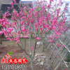 優(yōu)質(zhì)碧桃樹 紫葉碧桃 紫葉桃 大量現(xiàn)貨 花卉綠化苗木 基地直供