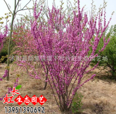 批發(fā)供應(yīng)優(yōu)質(zhì)綠化苗木 紫荊花 叢生紫荊 風(fēng)景樹苗 綠化工程直銷