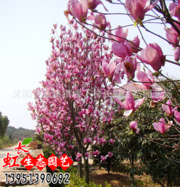 直銷批發(fā)玉蘭樹苗 玉蘭小苗 紫 白 黃 綠化苗木 基地自產(chǎn)自銷