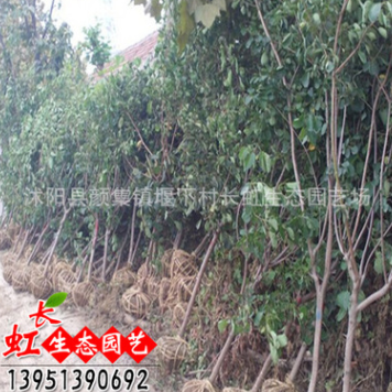 苗圃直銷黃櫨小苗 供應(yīng)現(xiàn)貨現(xiàn)挖黃櫨綠化苗木 規(guī)格齊全 量大優(yōu)惠