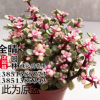 雅樂之舞盆栽批發(fā) 金枝玉葉 多肉盆栽花卉 多肉植物老樁
