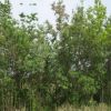 美國紅櫨 美國黃櫨基地批發 各種規格綠化工程彩葉樹