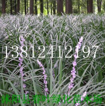 蘭花三七 蘭花三七苗 花卉苗木 蘭花三七批發(fā)