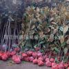 基地直銷工程綠化苗木 廣玉蘭小苗 規格全 行道樹綠化 廣玉蘭樹苗