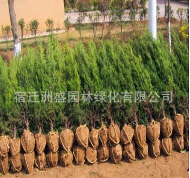 工程綠化苗直銷 龍柏樹苗 四季常青龍柏球 規(guī)格全 園林道路綠化