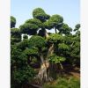 三君子花木直供榕樹(shù)盆景 價(jià)美物廉歡迎咨詢訂購(gòu)