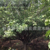 紅梅工程綠化苗 10cm花梅樹苗低價處理 供應批發