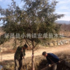 批發南方紅豆杉直徑10公分大樹苗 園林綠化工程苗木批發 低價處理