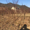 供應2公分中國紅楓苗木 苗圃擴建專用苗