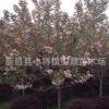 批發 櫻花 櫻花樹 櫻花苗 風景樹種類 綠化樹苗 園林景觀8cm